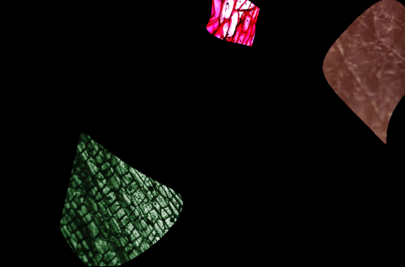 schwarzes Bild mit grünem, pinken und braunen mikroskopischen Bildausschnitten von Haut