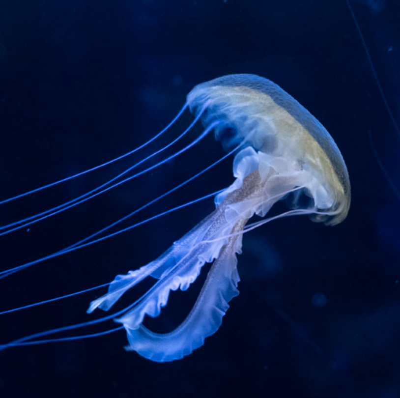 Fotografie von einer Qualle im Meer.